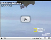 YouTube: High Velocity Falcon image